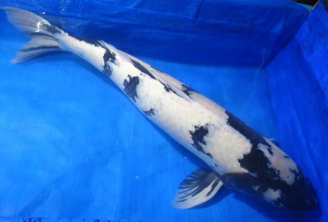 錦屋養鯉場　 白写り　78cm　錦鯉販売　通信販売　錦鯉養鯉