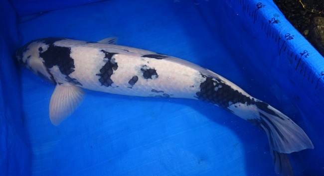 錦屋養鯉場　 白写り　78cm　錦鯉販売　通信販売　錦鯉養鯉