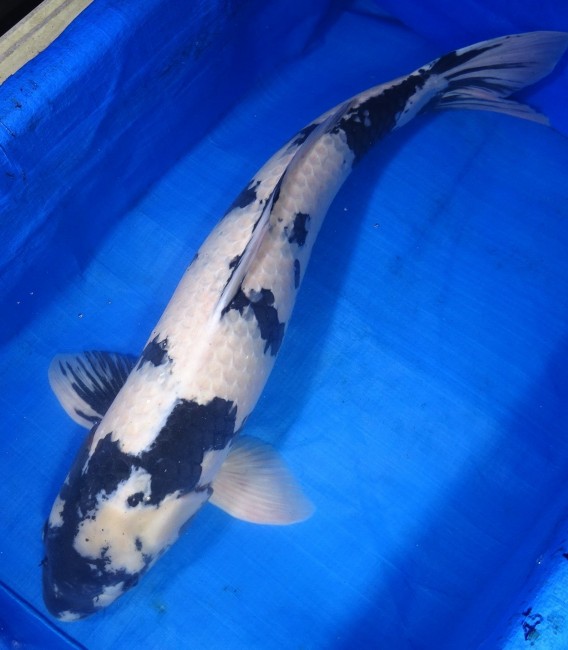 錦屋養鯉場　 白写り　78cm　錦鯉販売　通信販売　錦鯉養鯉