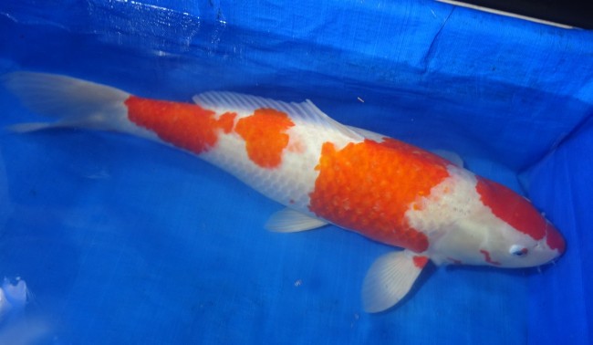 錦屋養鯉場 　紅白　71cm　 錦鯉販売　通信販売　錦屋養鯉場