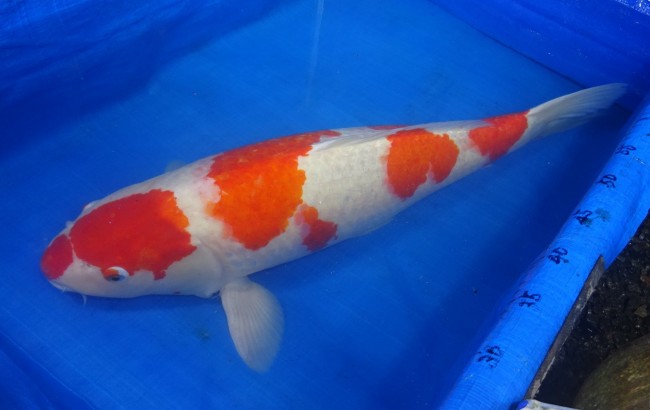 錦屋養鯉場 　紅白　71cm　 錦鯉販売　通信販売　錦屋養鯉場
