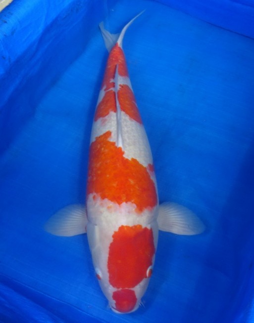錦屋養鯉場 　紅白　71cm　 錦鯉販売　通信販売　錦屋養鯉場