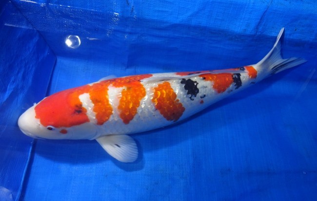 ダイヤ銀鱗 大正三色 61cm 錦屋養鯉場 ダイヤ銀鱗 大正三色 61cm 錦鯉 金魚 通信販売 錦屋養鯉場