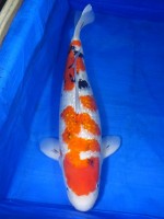 　　ダイヤ銀鱗 大正三色　61cm　