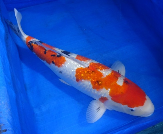 ダイヤ銀鱗 大正三色 61cm 錦屋養鯉場 ダイヤ銀鱗 大正三色 61cm 錦鯉 金魚 通信販売 錦屋養鯉場