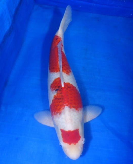 錦屋養鯉場　　藍衣　58cm　錦鯉販売　通信販売　錦屋養鯉場