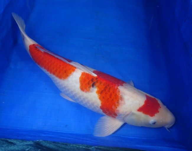 錦屋養鯉場　　藍衣　58cm　錦鯉販売　通信販売　錦屋養鯉場