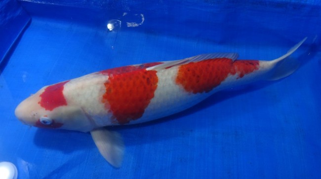 錦屋養鯉場　　藍衣　58cm　錦鯉販売　通信販売　錦屋養鯉場