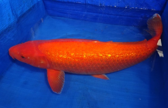 錦屋養鯉場 　ダイヤ銀鱗 紅鯉　64cm 　錦屋養鯉場 　錦鯉販売　通信販売