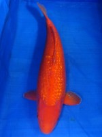  　ダイヤ銀鱗 紅鯉　64cm 　