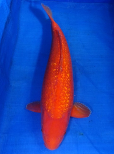 錦屋養鯉場 　ダイヤ銀鱗 紅鯉　64cm 　錦屋養鯉場 　錦鯉販売　通信販売