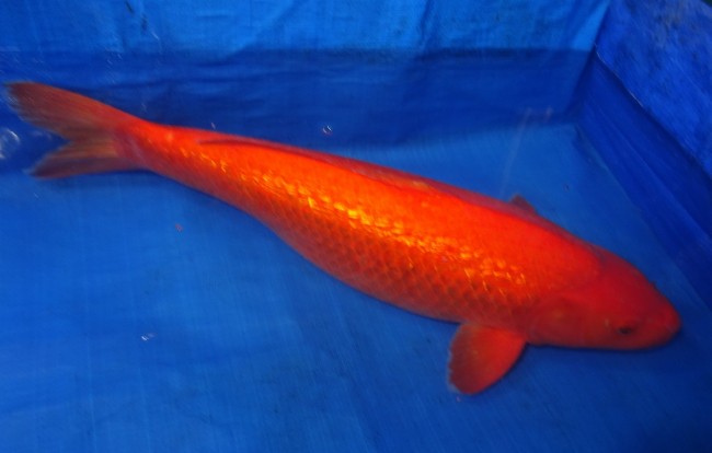錦屋養鯉場 　ダイヤ銀鱗 紅鯉　64cm 　錦屋養鯉場 　錦鯉販売　通信販売