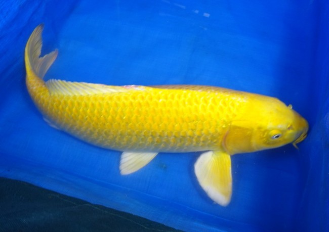 錦屋養鯉場 　山吹黄金　60cm 　錦屋養鯉場 　錦鯉販売　通信販売
