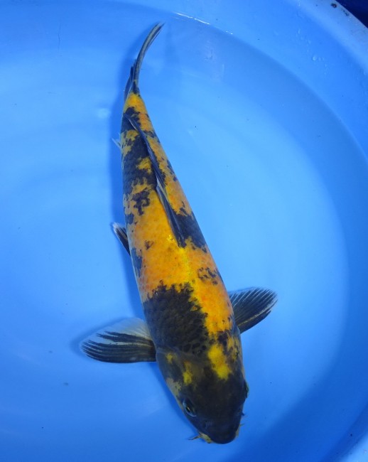 錦屋養鯉場　黄写り　42cm　錦鯉販売　通信販売　　錦鯉養鯉