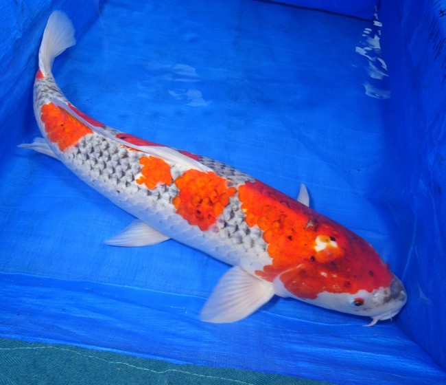 錦屋養鯉場　五色　66cm　錦鯉販売　通信販売　錦鯉養鯉場