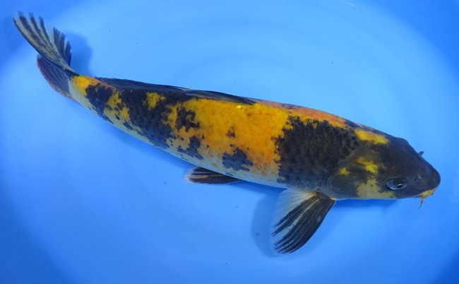 錦屋養鯉場　黄写り　42cm　錦鯉販売　通信販売　　錦鯉養鯉