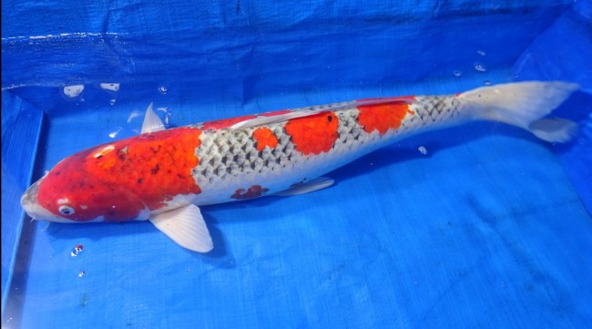錦屋養鯉場　五色　66cm　錦鯉販売　通信販売　錦鯉養鯉場