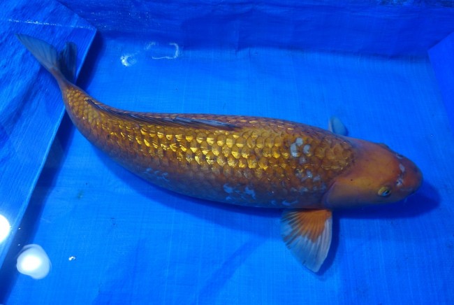 錦屋養鯉場 　ダイヤ銀鱗 落ち葉しぐれ　64cm 　錦屋養鯉場 　錦鯉販売　通信販売