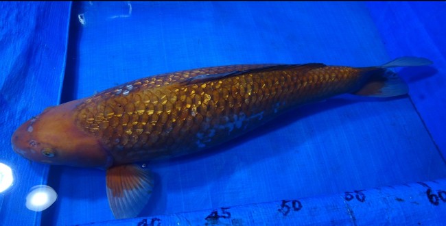 錦屋養鯉場 　ダイヤ銀鱗 落ち葉しぐれ　64cm 　錦屋養鯉場 　錦鯉販売　通信販売