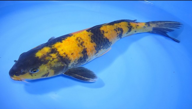 錦屋養鯉場　黄写り　42cm　錦鯉販売　通信販売　　錦鯉養鯉