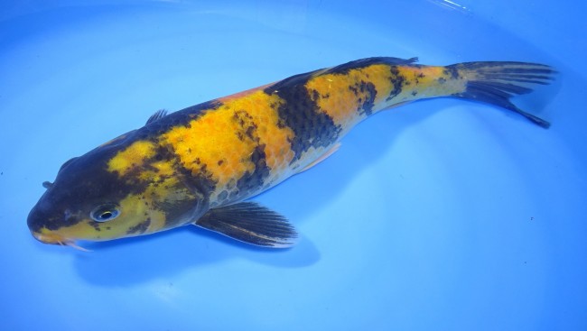 黄写り 42cm 錦屋養鯉場 黄写り 42cm 錦鯉販売 通信販売 錦屋養鯉場