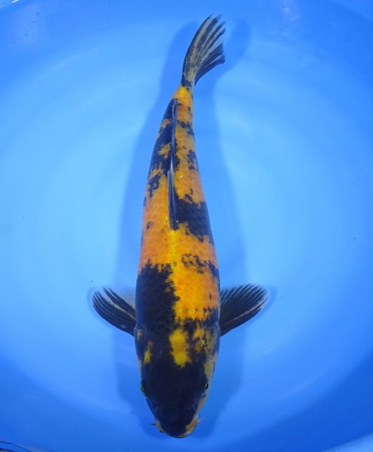 黄写り 42cm 錦屋養鯉場 黄写り 42cm 錦鯉販売 通信販売 錦屋養鯉場