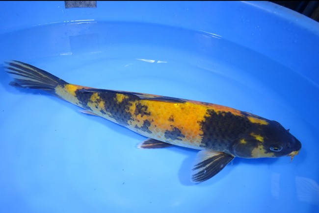 黄写り 42cm 錦屋養鯉場 黄写り 42cm 錦鯉販売 通信販売 錦屋養鯉場