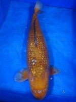  　ダイヤ銀鱗 落ち葉しぐれ　59cm 　