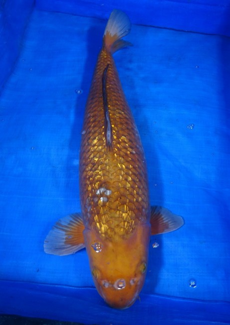 錦屋養鯉場 　ダイヤ銀鱗 落ち葉しぐれ　59cm 　錦屋養鯉場 　錦鯉販売　通信販売