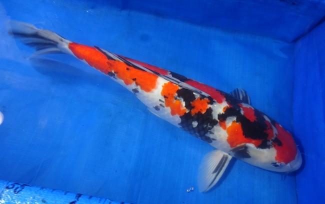 錦屋養鯉場 　昭和三色　61cm　 錦鯉 金魚 販売　通信販売　錦屋養鯉場