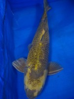 　もえぎ  影写り　63cm　