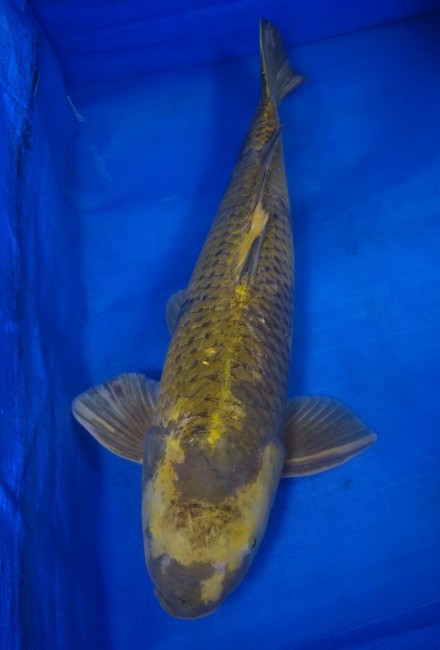 萌黄 影写り 63cm 錦屋養鯉場 萌黄 影写り 63cm 錦鯉販売 通信販売 錦鯉養鯉