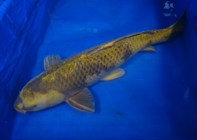 萌黄 影写り 63cm 錦屋養鯉場 萌黄 影写り 63cm 錦鯉販売 通信販売 錦鯉養鯉