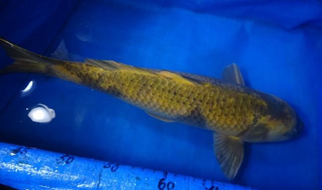 萌黄 影写り 63cm 錦屋養鯉場 萌黄 影写り 63cm 錦鯉販売 通信販売 錦鯉養鯉