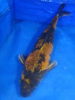 　 影 黄写り　50cm　