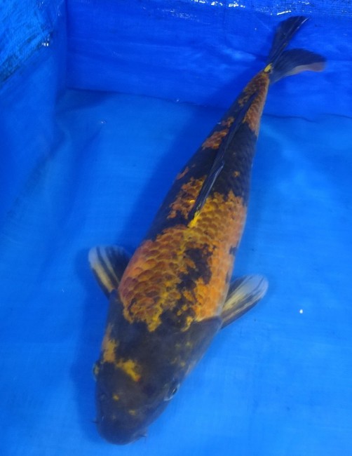 影 黄写り 50cm 錦屋養鯉場 影 黄写り 50cm 錦鯉販売 通信販売 錦屋養鯉場