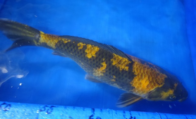 影黄写り 50cm 錦屋養鯉場 影 黄写り 50cm 錦鯉販売 通信販売 錦屋養鯉場