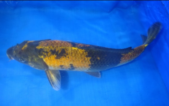 影黄写り 50cm 錦屋養鯉場 影 黄写り 50cm 錦鯉販売 通信販売 錦屋養鯉場