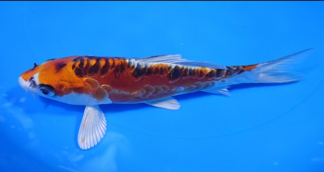 錦屋養鯉場 　ドイツ クジャク黄金　17cm　 錦鯉販売　通信販売　錦屋養鯉場