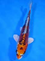  　ドイツ  クジャク黄金　17cm　 