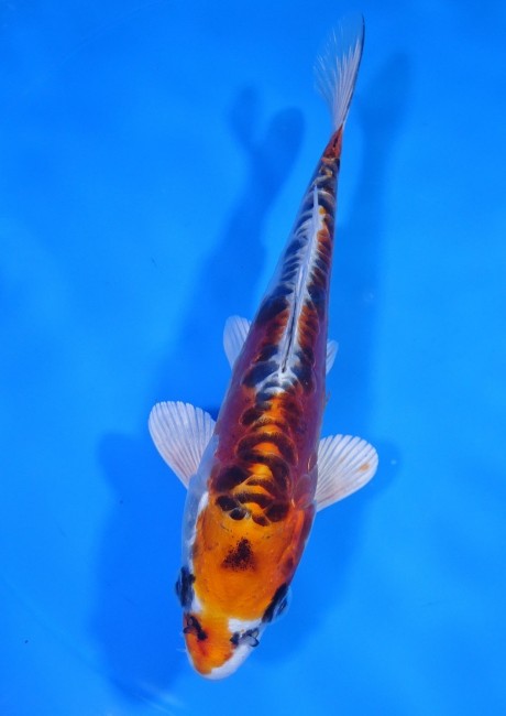 錦屋養鯉場 　ドイツ クジャク黄金　17cm　 錦鯉販売　通信販売　錦屋養鯉場