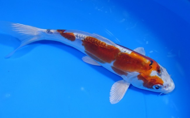 ドイツ クジャク黄金 18cm 錦屋養鯉場 ドイツ クジャク黄金 18cm 錦鯉販売 通信販売 錦屋養鯉場