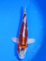  　ドイツ  クジャク黄金　18cm　 