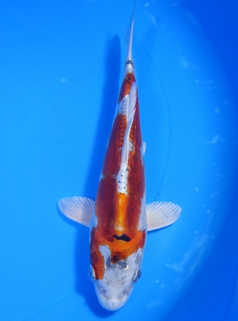 ドイツ クジャク黄金 18cm 錦屋養鯉場 ドイツ クジャク黄金 18cm 錦鯉販売 通信販売 錦屋養鯉場