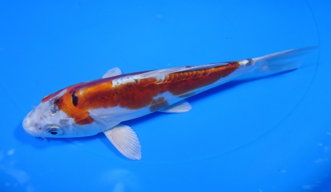 ドイツ クジャク黄金 18cm 錦屋養鯉場 ドイツ クジャク黄金 18cm 錦鯉販売 通信販売 錦屋養鯉場