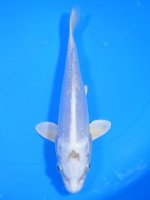  　ドイツ プラチナ　18cm　 