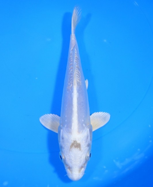 錦屋養鯉場 　ドイツ  プラチナ　18cm　 錦鯉販売　通信販売　錦屋養鯉場