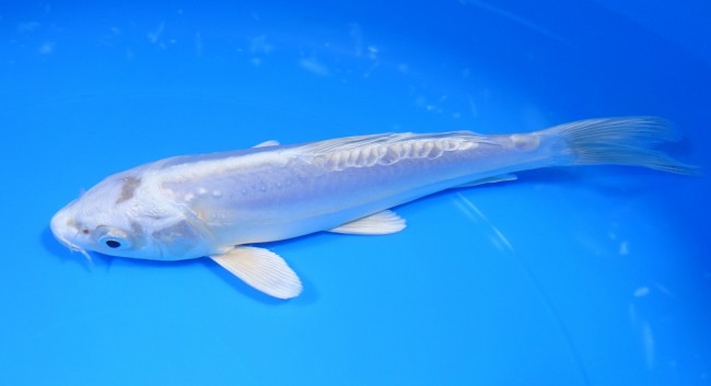 錦屋養鯉場 　ドイツ プラチナ　18cm　 錦鯉販売　通信販売　錦屋養鯉場