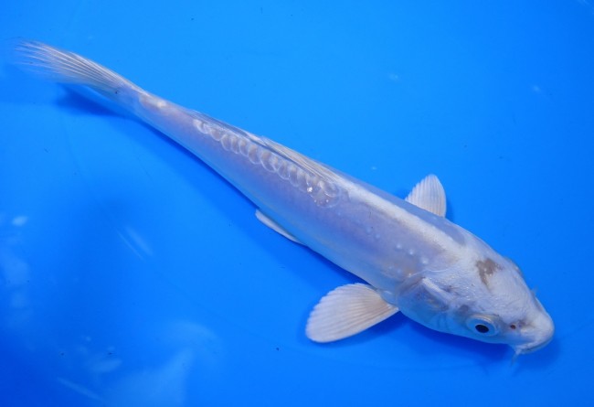 錦屋養鯉場 　ドイツ プラチナ　18cm　 錦鯉販売　通信販売　錦屋養鯉場