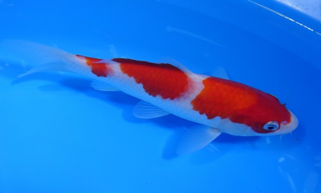 錦屋養鯉場 　三段紅白　17cm　 錦鯉販売　通信販売　錦屋養鯉場